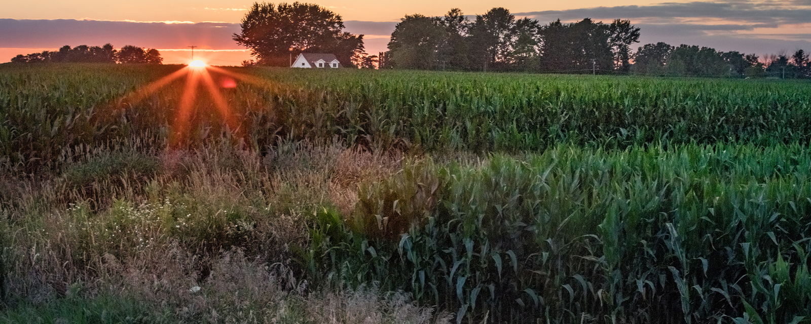 Sunset on a farm, with corn crops in the foreground and the farmhouse in the background