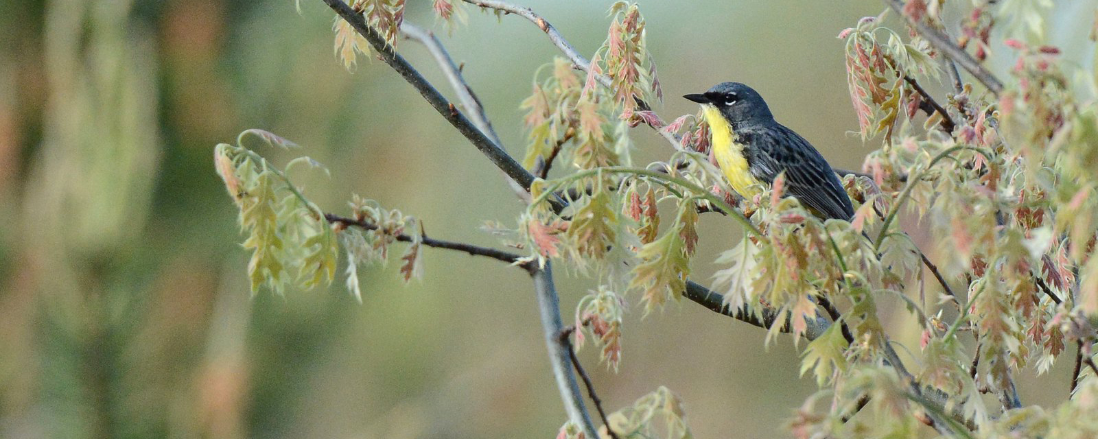 Kirtland's Warbler in Michigan