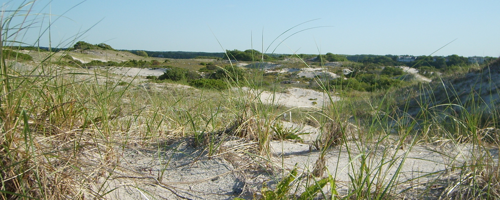 Dunes at Sandy Neck, Cape Cod