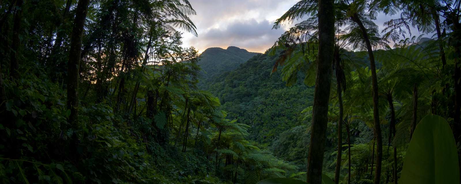 A dense dark green forest canopy in the foreground overwhelms the purple and orange sunset peering over the horizon.