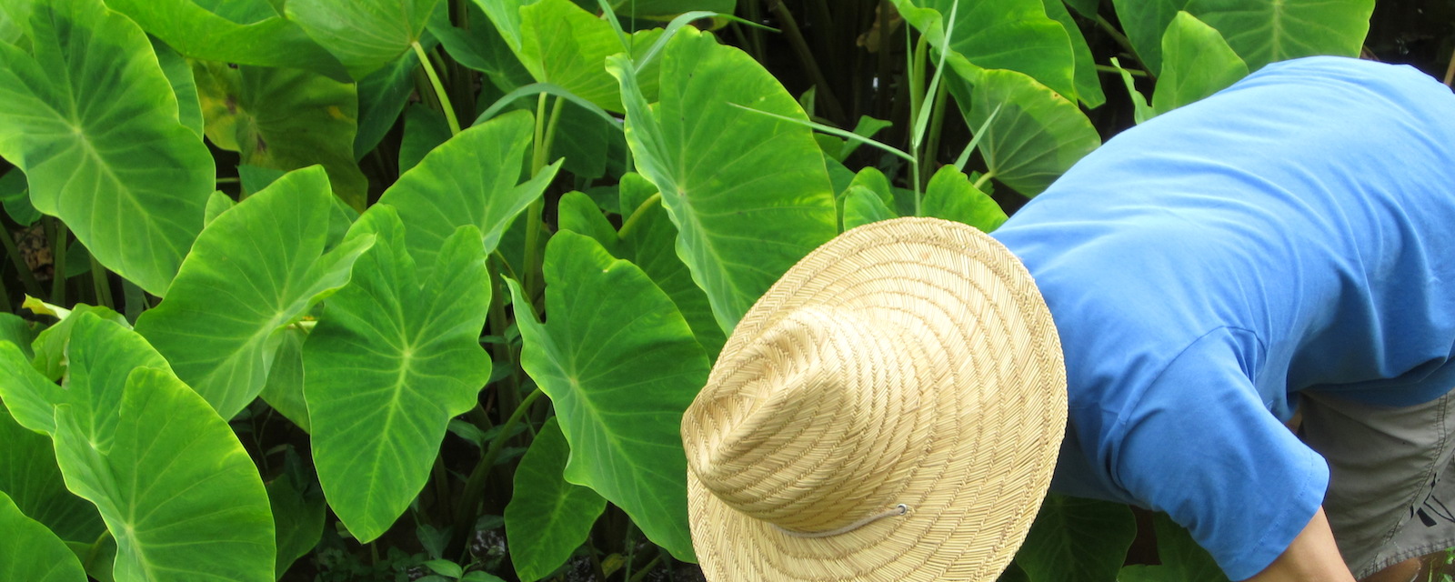 Farmer bending near Taro leaves